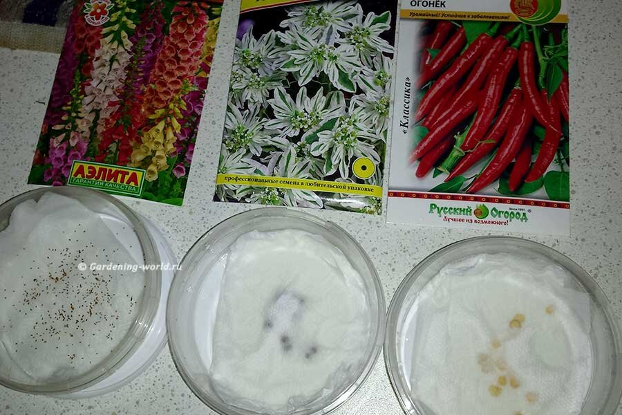 Сейте в январе культуры с длинным периодом вегетации. 