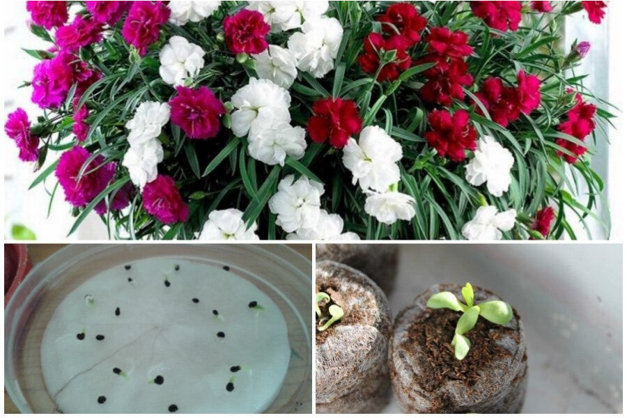 Сейте в январе культуры с длинным периодом вегетации.