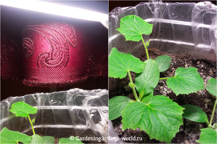 Сейте в январе культуры с длинным периодом вегетации.