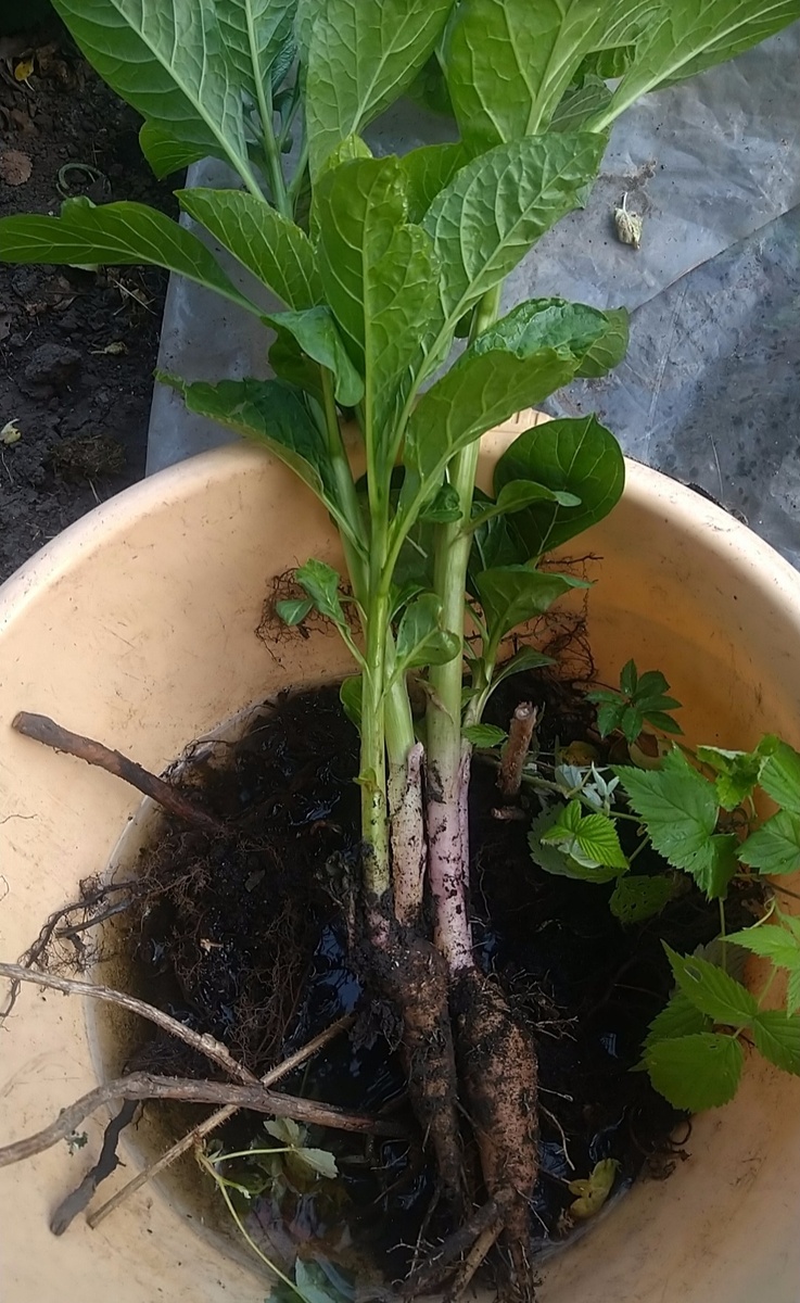 Клубень лаконоса