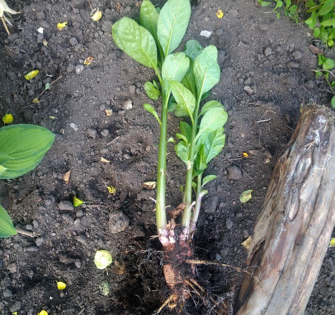 Этот лаконос рос в краешке овощной грядки