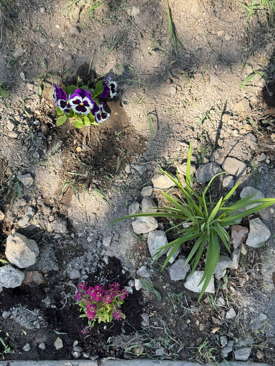 Рудбекия – канал про цветы. 