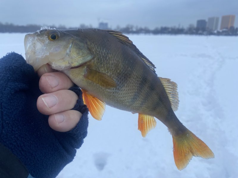 Окунь на безмотылку