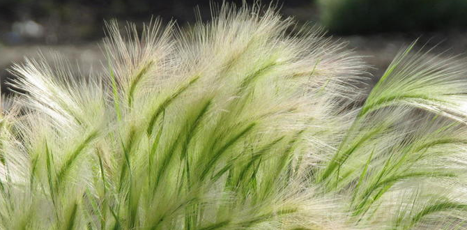 Прежде чем поселить это растение в своем сада, изучите все его плюсы и минусы