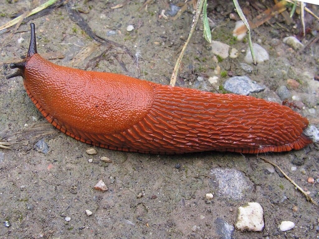 Фотография из интернета