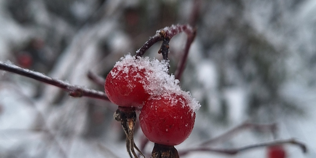 Не мороз, не солнце, но день чудесный, а главным героем становится шиповник в пасмурный зимний день