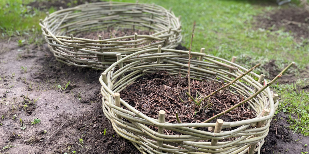 Можно ли сейчас купить качественные саженцы – рассказывает главный агроном