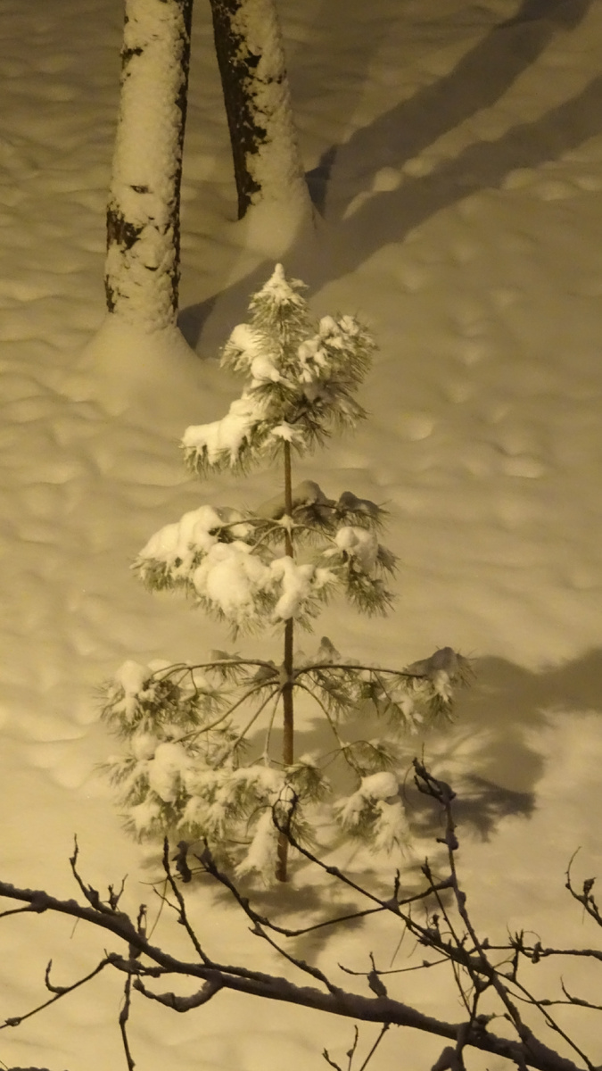 Дворовые сосенки накануне 