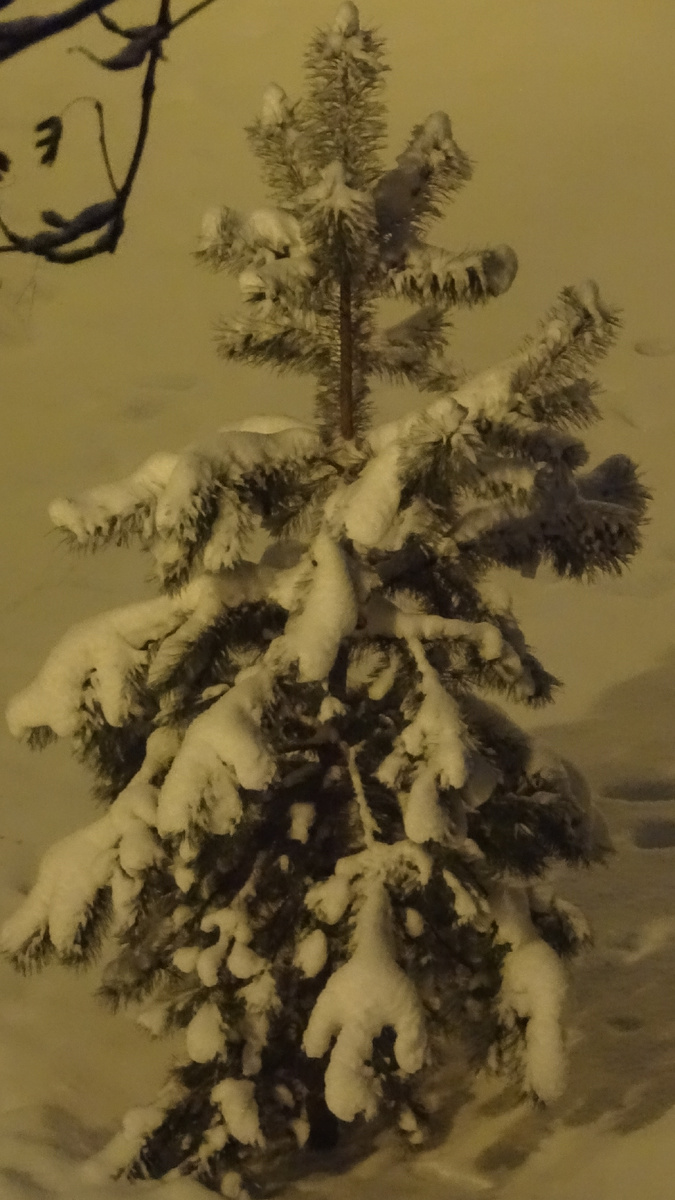 Ещё одна сосенка