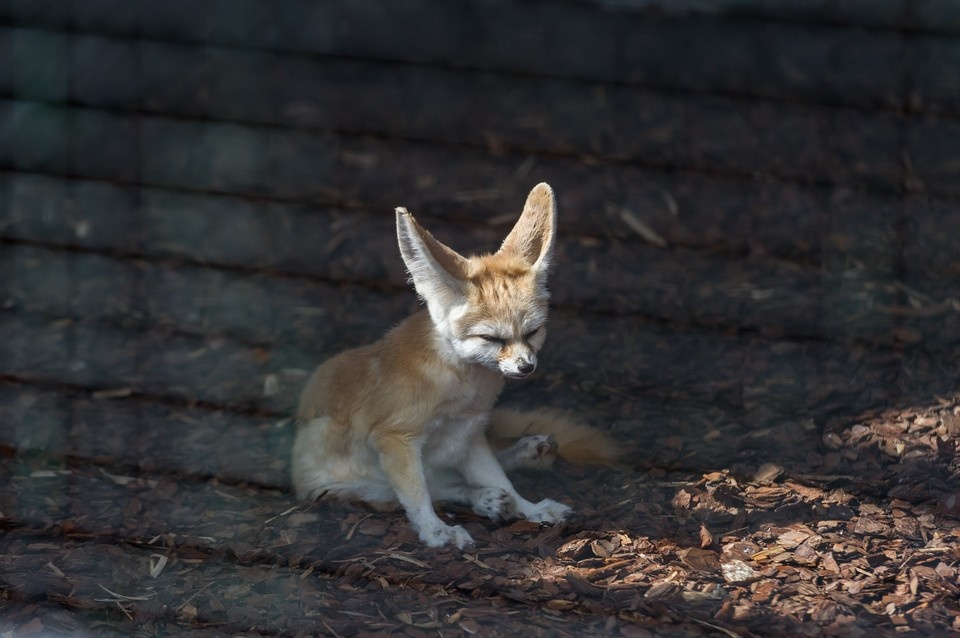    Зоопарк временно закроют. Олег ЗОЛОТО