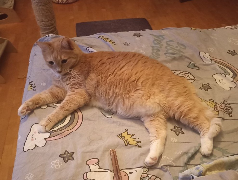 Тиша - главный по тыгдыгдыкам ночью! Хотя ему уже 16 лет!