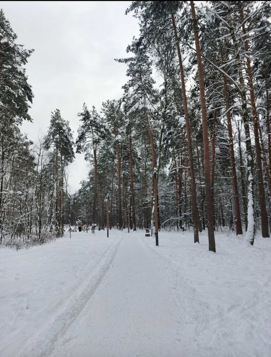 Это наш лес до великого снегопада.  Несомненно красота. 