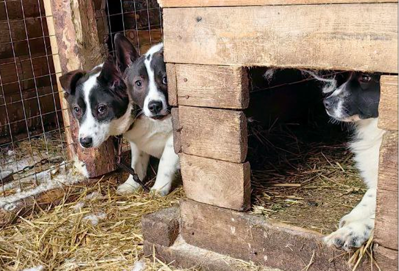 Приручение дичков - задачка не из легких