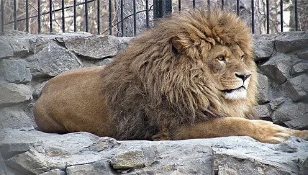 Фото из Яндекса