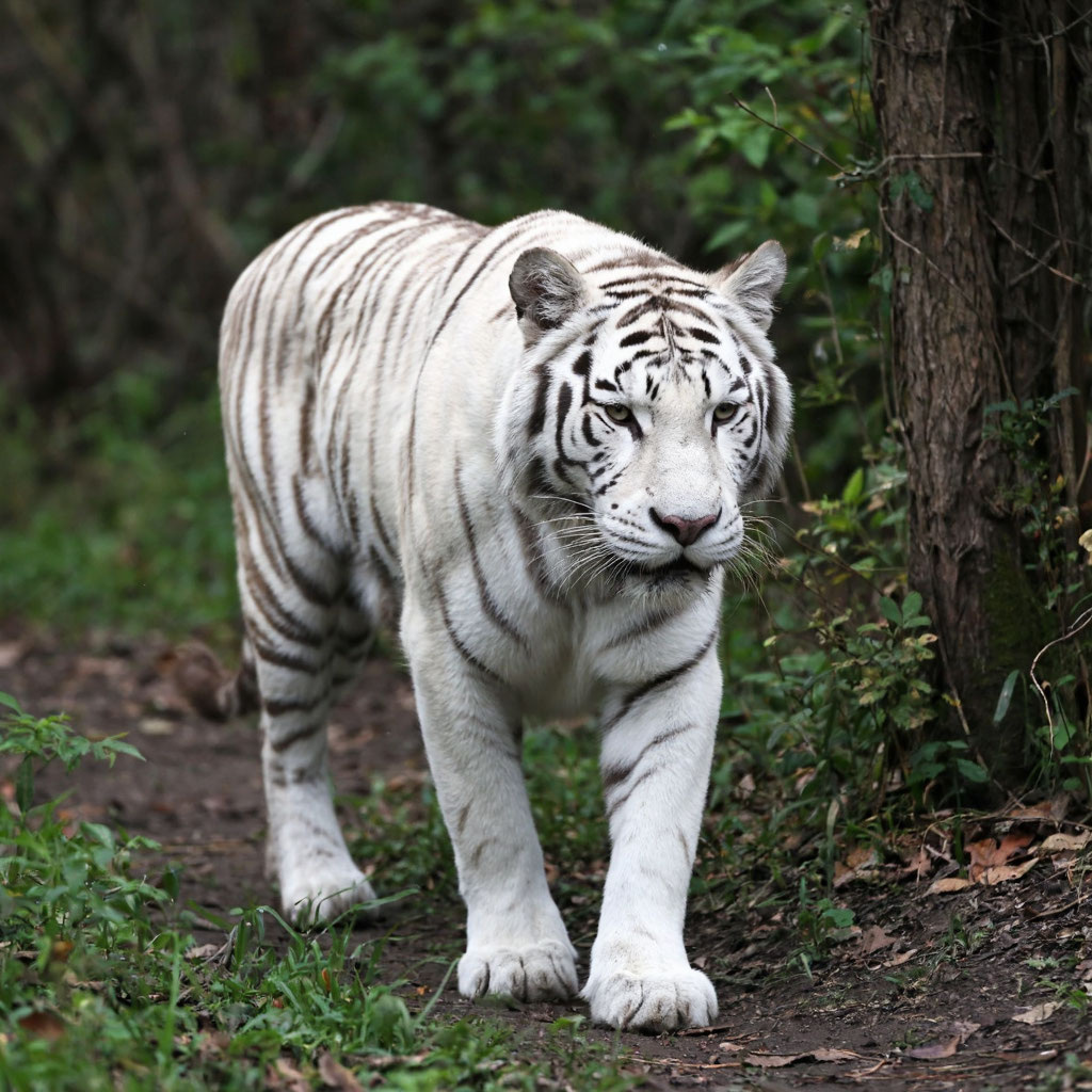 Белый тигр в своей среде обитания
