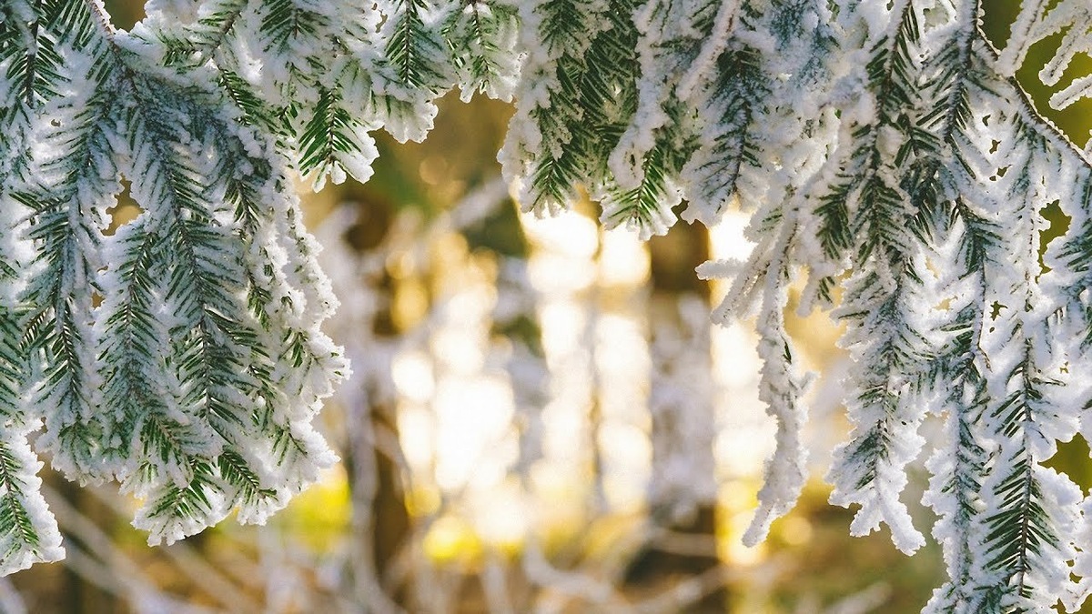 Фото из доступных источников интернета 