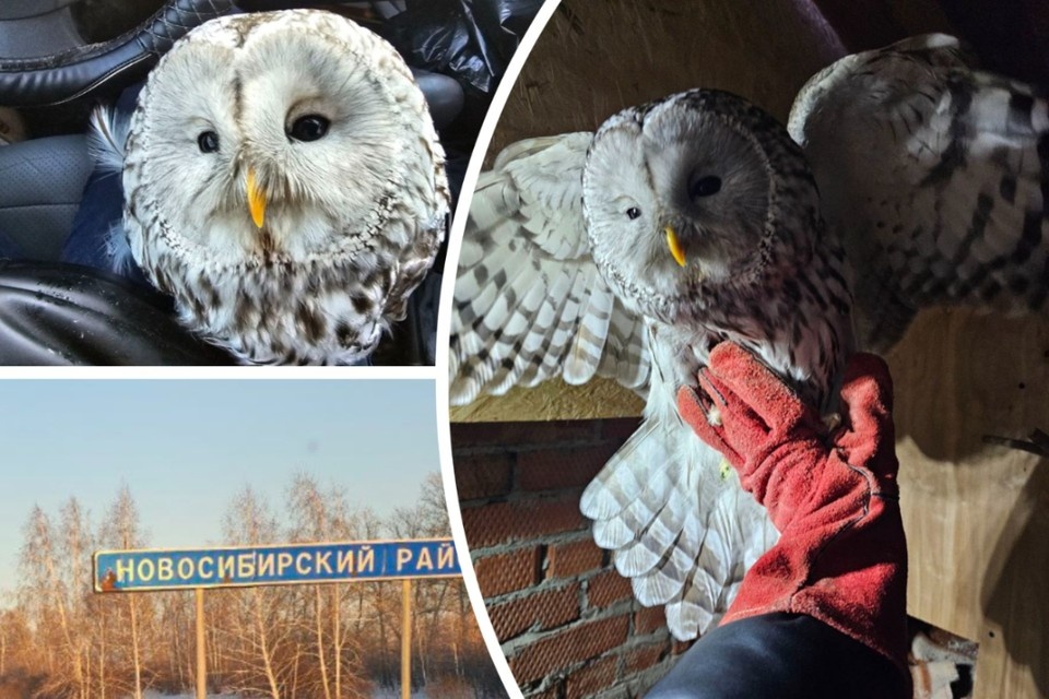    Сибирячка спасла сову, которая врезалась в знак. Фото: Владислава Сидорова
