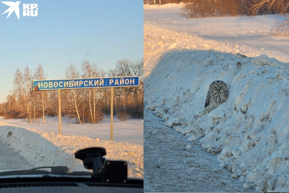    Птица сидела у дороги и не могла влететь. Фото: Владислава Сидорова