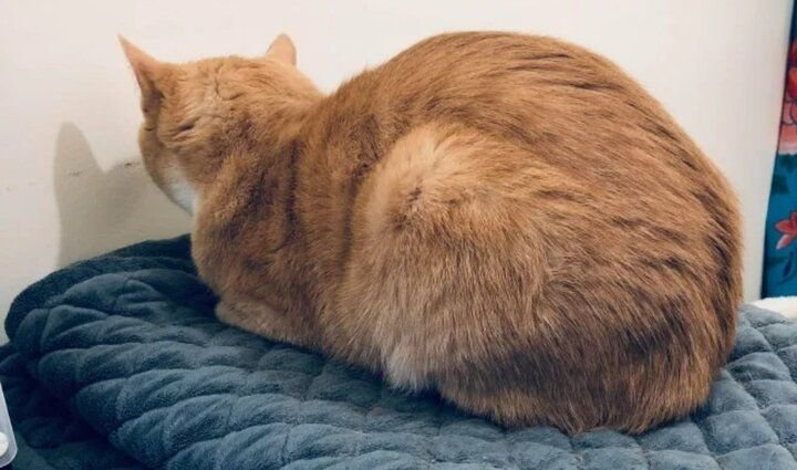 🐱На что жалуется ваш кот? Секреты кошачьих «медицинских» поз