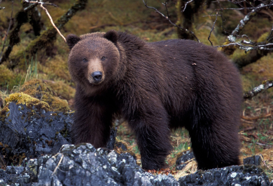    DanitaDelimont.com/Global Look Press