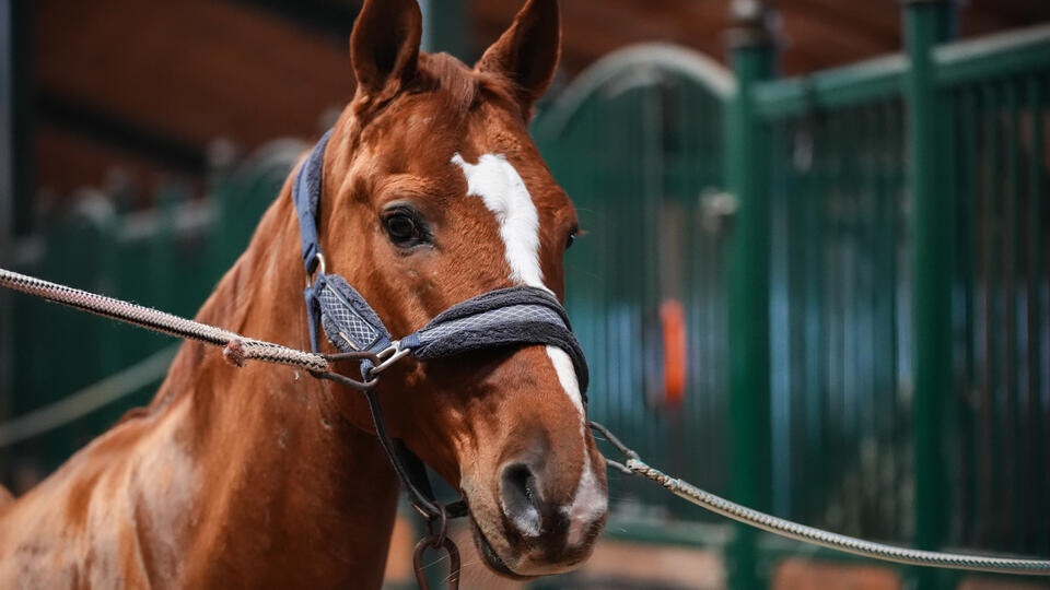     Лошадь разбила лицо двухлетней девочке в Ленобласти ИЗВЕСТИЯ/Сергей Лантюхов