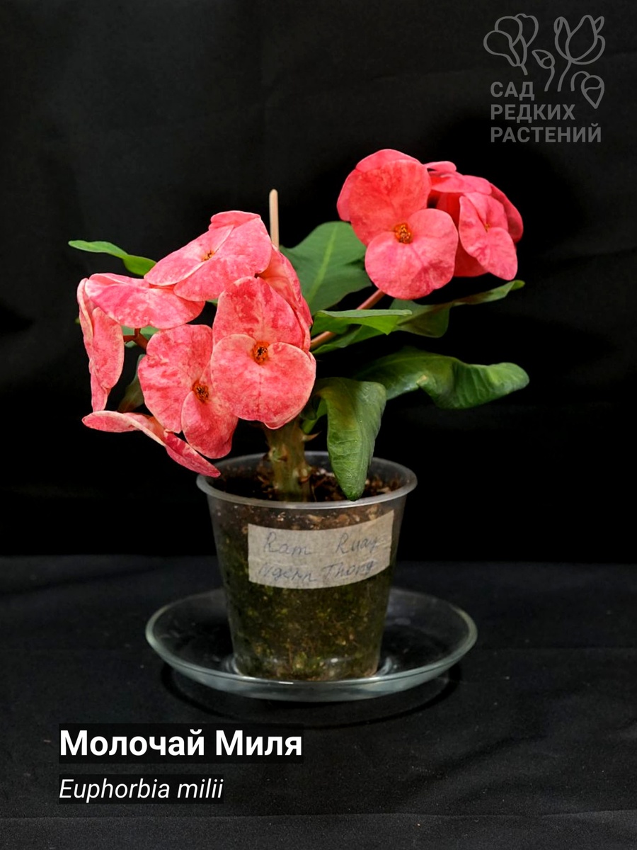 Euphorbia milii Молочай Миля Сорт: Ram Ruay Ngern Tong