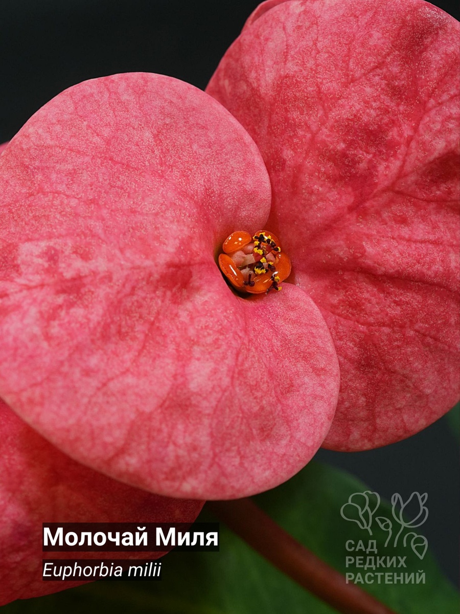 Euphorbia milii Молочай Миля Сорт: Ram Ruay Ngern Tong