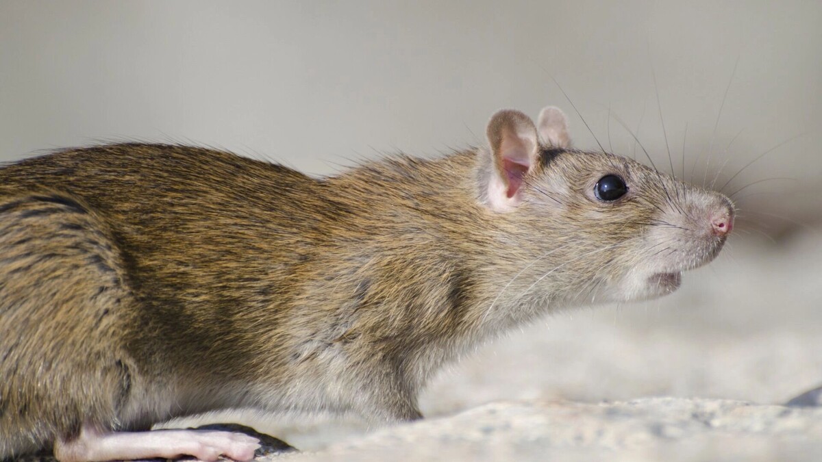    Жители Левенцовки жалуются на нашествие крыс   freepik.com