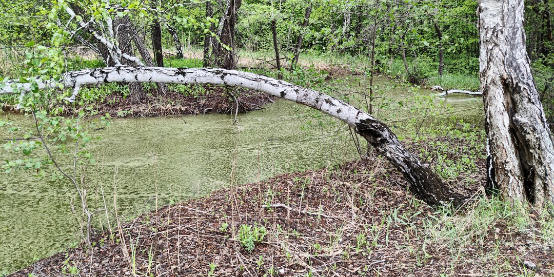 Сердце сироты. Глава 3.