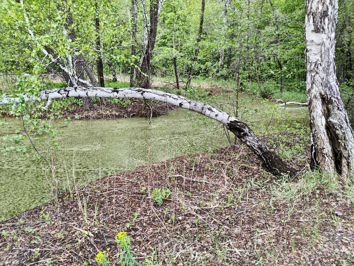 Фото автора.