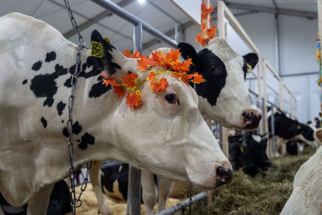 Фото: Александр Плонский / «Агроэксперт»