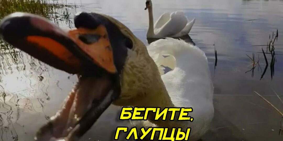 Охотник на лебедей открыл мне глаза: почему надо сразу бежать если встретил лебедя. Чем опасна подлая птица для человека и что может сделать