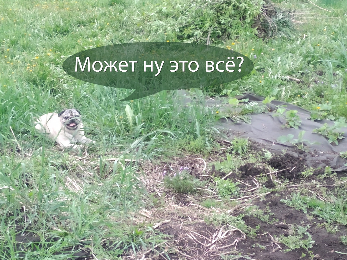 Один участок не трогали, думали будем строится... и сорняки победили( Но благо со мной самый верный друг и помощник мопс Арчи 