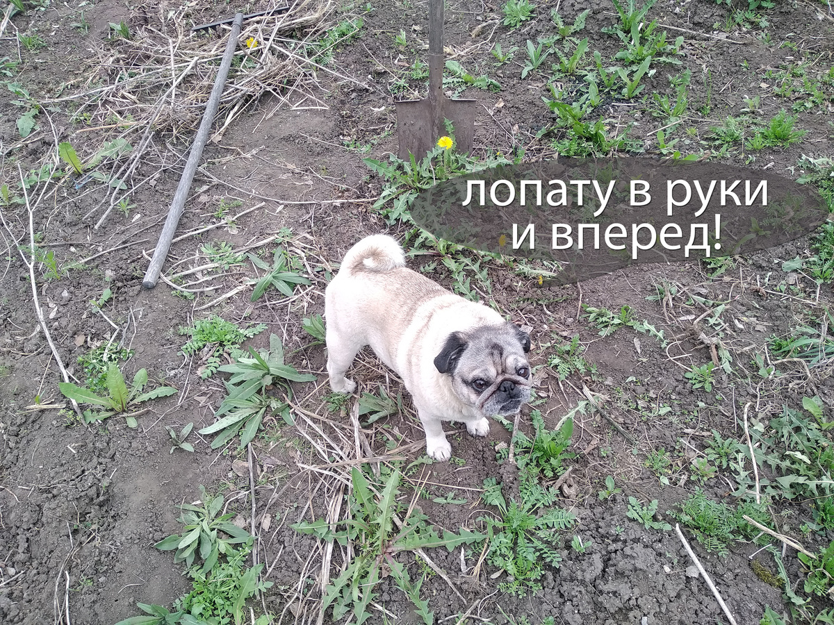 Некоторые участки легче было не обрабатывать, а сделать это вручную. Помощник подбадривал, обтяфкивая проходящих дачников.