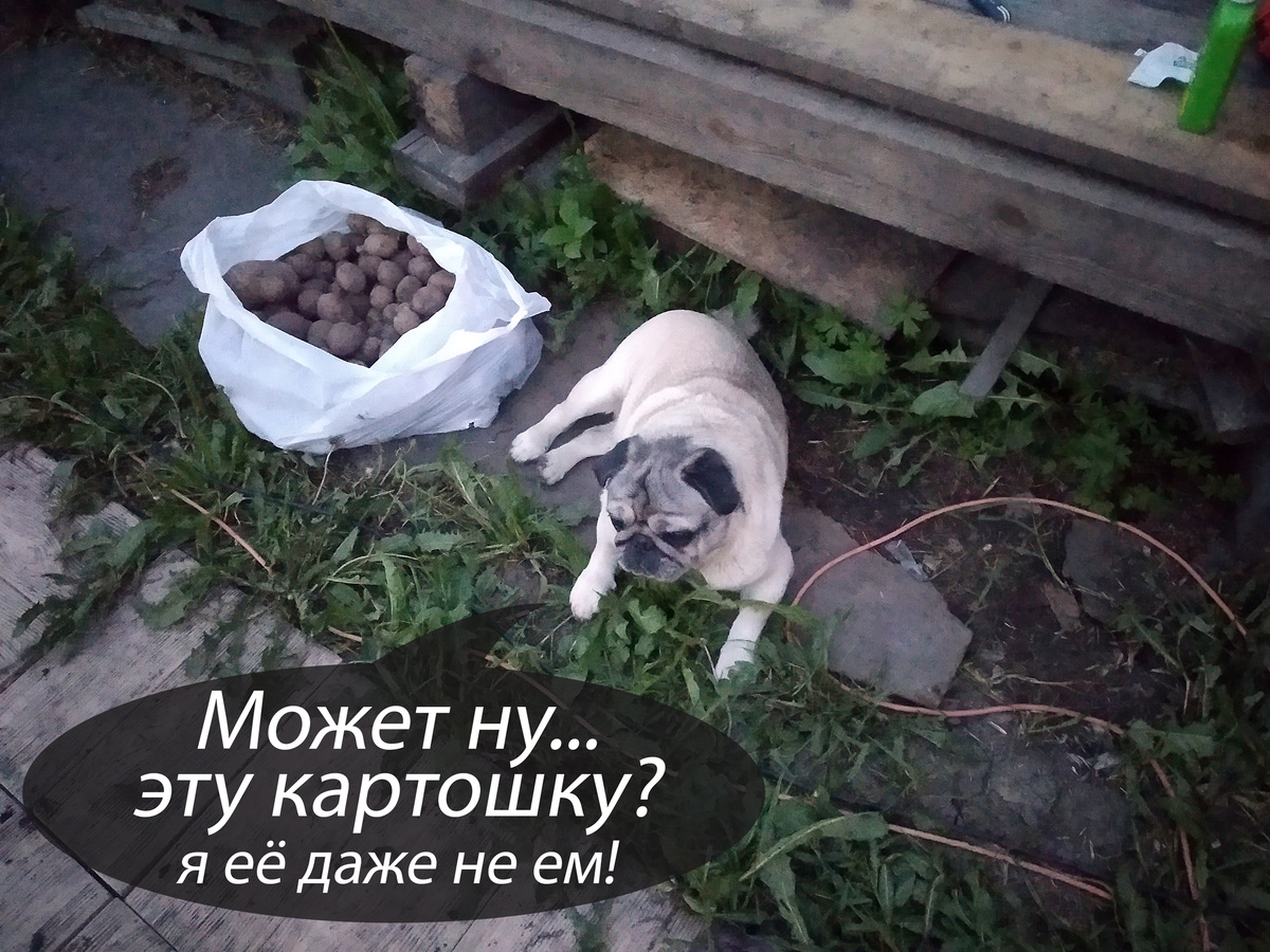 Помощник всегда готов помочь в любом деле, тем более высадке картошки