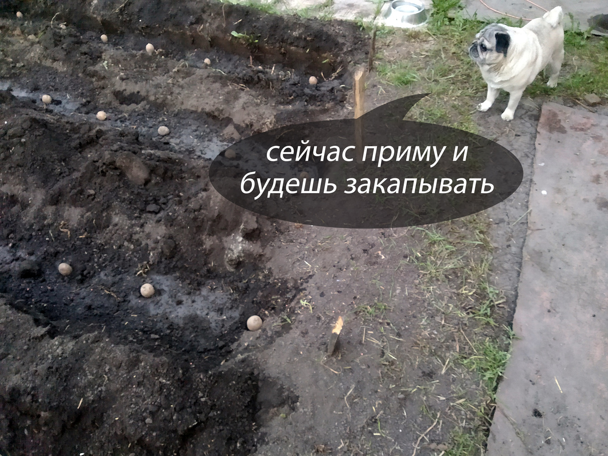 Главный эксперт по картошке, хоть и не ест её