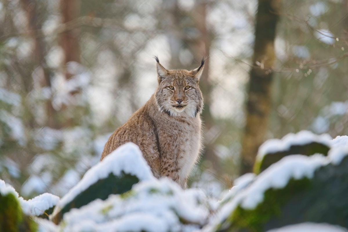    Бескрайние просторы Казахстана — степи, горы и пустыни — хранят тайны редких обитателей, занесенных в Красную книгу