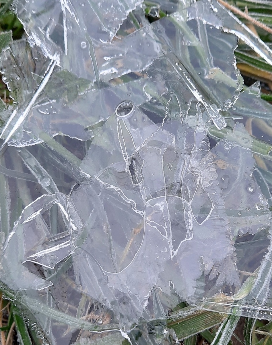 Ледяные лебеди. Фото автора 