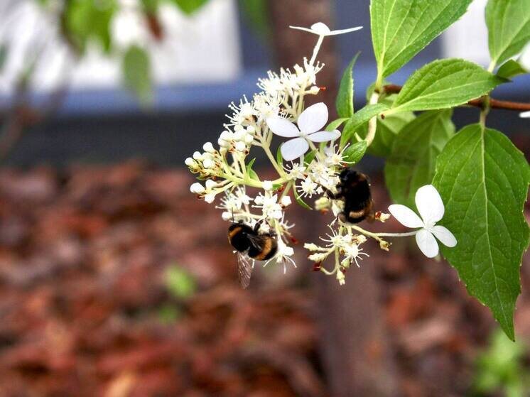     Фото: архив МК в Хакасии