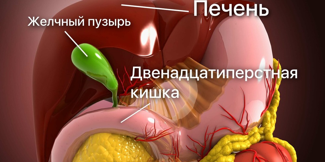 Ваш желчный пузырь: Полное руководство по спасению "молчаливого" органа