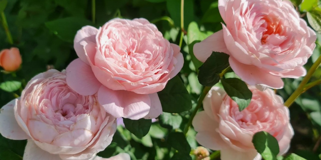 Три весёлых поросёнка! Подборка любимых неприхотливых роз, с очень красивым розовым цветом