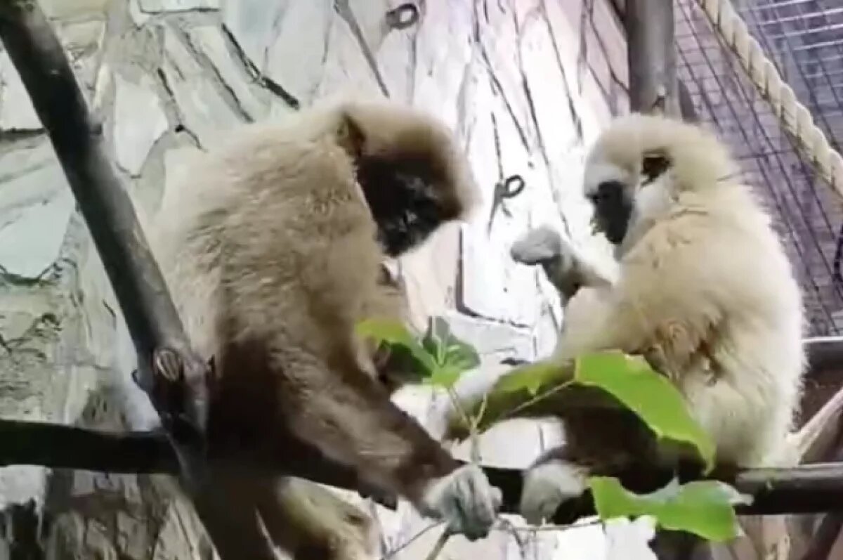    Ленинградский зоопарк закроют для посетителей 12 января