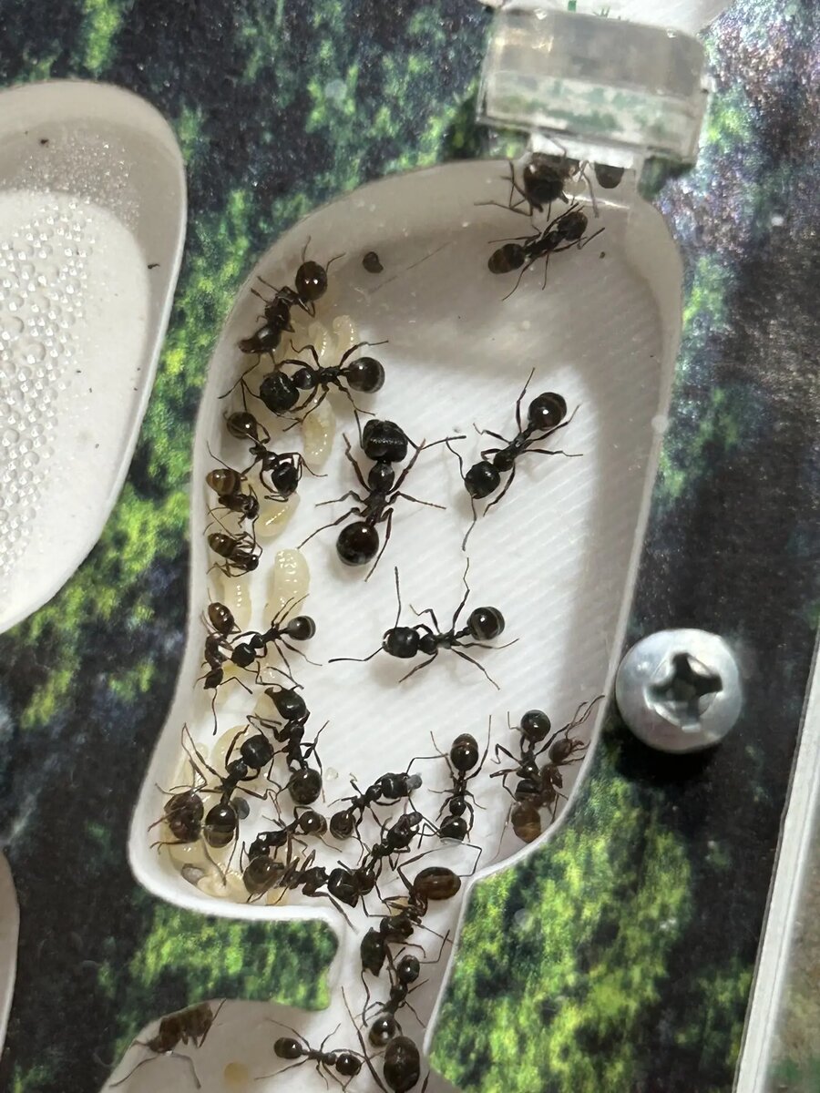 Муравьи-жнецы или (Messor structor).