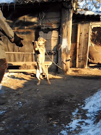 Самая искренняя любовь на земле!)) Барс и его новая хозяйка, Любовь Ивановна.