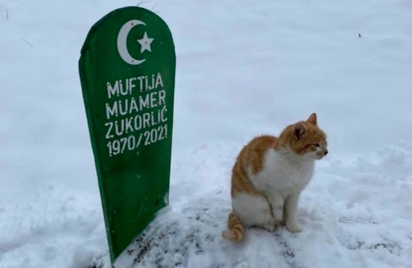 Два месяца на холоде: почему кот отказался покидать кладбище