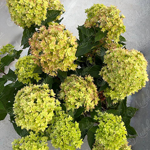 Мечта Лесково. Фото из свободного источника. 