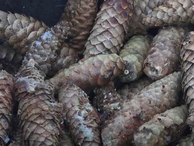    Фото: ГТРК Карелия