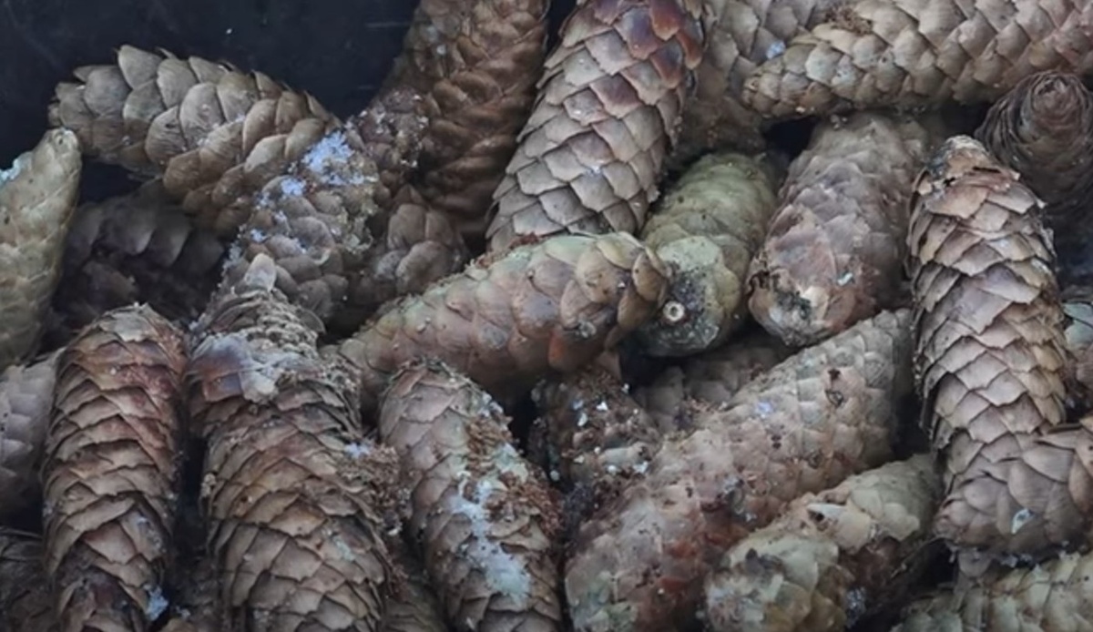    Фото: ГТРК Карелия