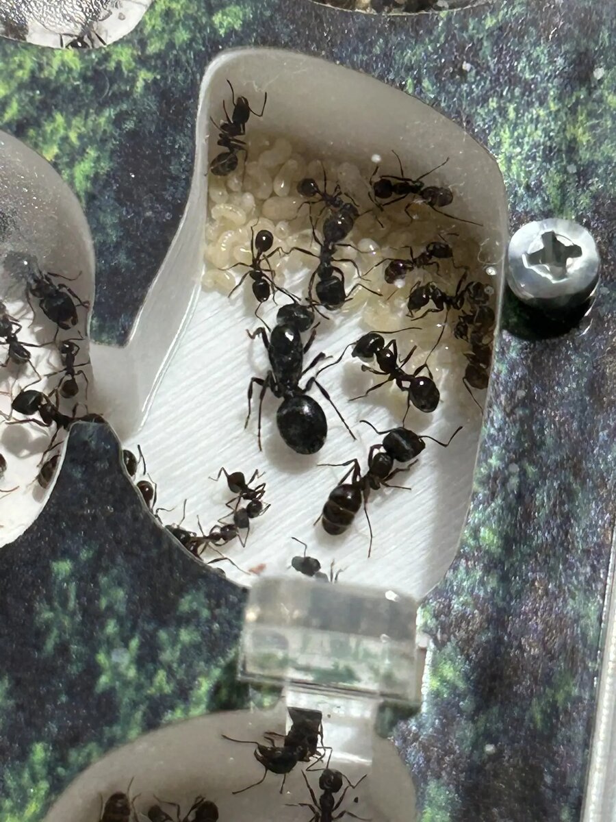 Муравьи-жнецы отдыхают и ухаживают за личинками вместе с маткой.