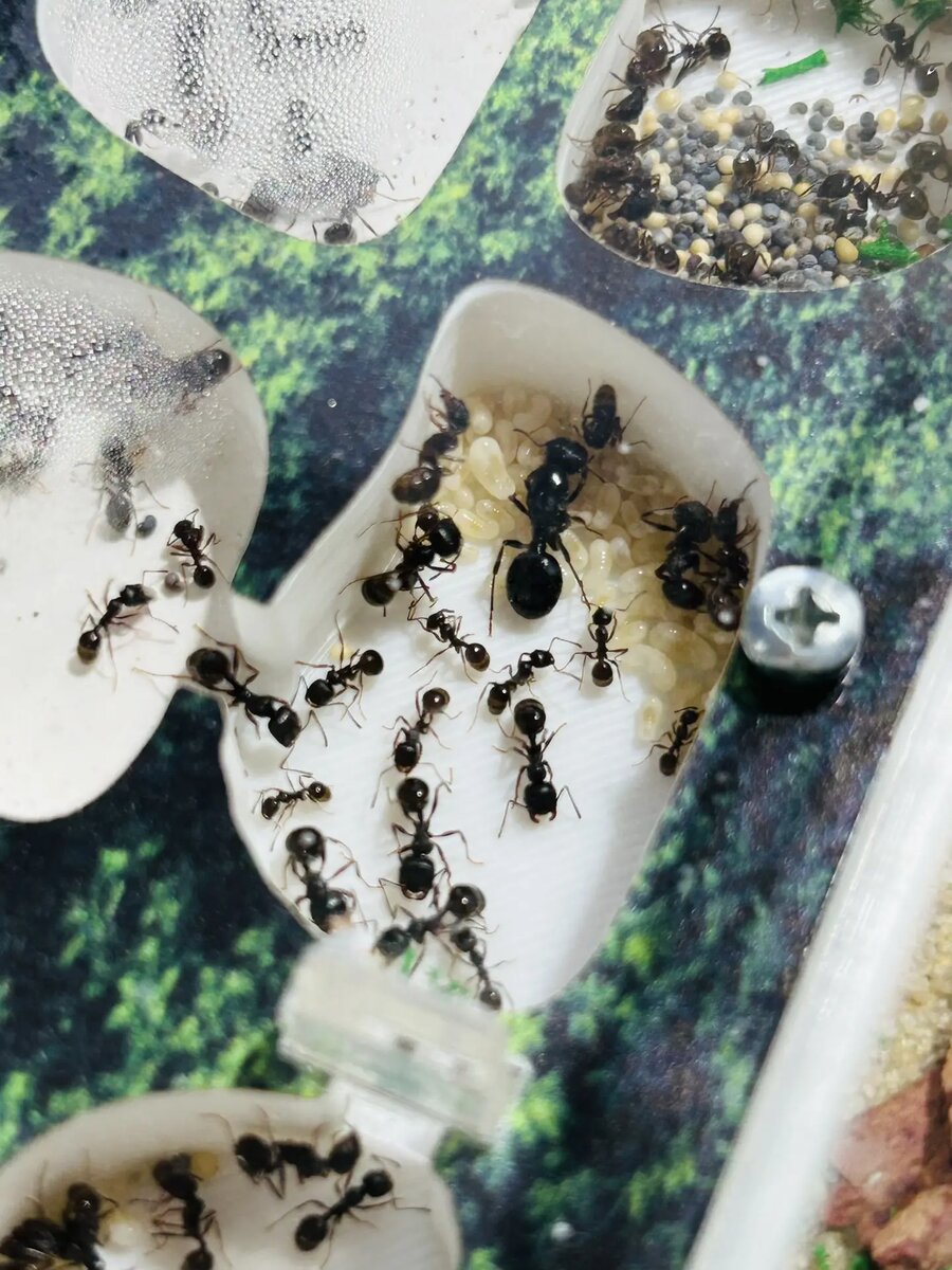 Некоторые муравьи кормят расплод белком.